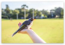 Avistamiento de aves en Monfragüe